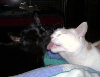 /album/fotogalerie-miezekatzen/a100-0915-jpg1/