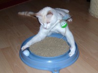 /album/fotogalerie-miezekatzen/a100-1655-jpg/