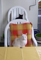 /album/fotogalerie-miezekatzen/a100-1944-jpg/