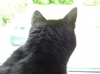 /album/fotogalerie-miezekatzen/a100-2079-jpg/