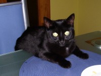 /album/fotogalerie-miezekatzen/a100-2222-jpg/