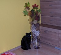 /album/fotogalerie-miezekatzen/a100-2223-jpg/