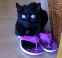 /album/fotogalerie-miezekatzen/a100-2664-jpg/