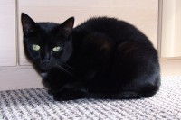 /album/fotogalerie-miezekatzen/a100-2718-jpg/