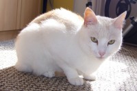 /album/fotogalerie-miezekatzen/a100-2719-jpg/