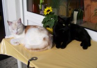 /album/fotogalerie-miezekatzen/a100-2751-jpg/