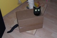 /album/fotogalerie-miezekatzen/a100-2779-jpg/