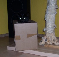 /album/fotogalerie-miezekatzen/a100-2782-jpg/