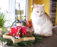 /album/fotogalerie-miezekatzen/a100-2827-jpg/