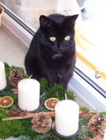 /album/fotogalerie-miezekatzen/a100-2850-jpg/