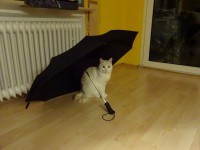 /album/fotogalerie-miezekatzen/dsc00282-jpg/