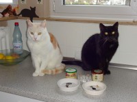 /album/fotogalerie-miezekatzen/dsc00297-jpg/