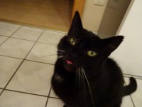 /album/fotogalerie-miezekatzen/dsc00309-jpg/