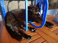 /album/fotogalerie-miezekatzen/dsc00312-2-jpg/