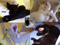 /album/fotogalerie-miezekatzen/katzenbande-jpg1/