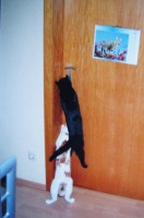 /album/fotogalerie-miezekatzen/rauberleiter-jpg1/