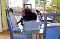 /album/fotogalerie-miezekatzen/scannerprobleme-jpg/