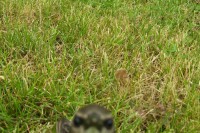 /album/fotogalerie-natur/a100-2692-jpg/