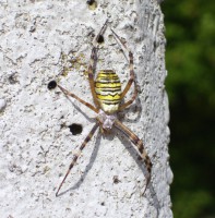 /album/fotogalerie-natur/a100-3350-jpg1/