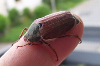 /album/fotogalerie-natur/a100-3698-jpg1/