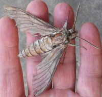 /album/fotogalerie-natur/a20150829-115429-jpg/