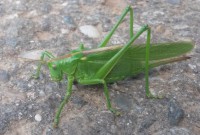 /album/fotogalerie-natur/a20160715-175255-jpg/