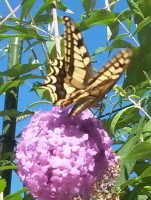 /album/fotogalerie-natur/a20160824-105612-jpg/