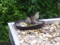 /album/fotogalerie-natur/badetag-jpg1/