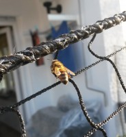 /album/fotogalerie-natur/biene-vor-weihnachten-jpg/