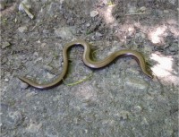 /album/fotogalerie-natur/blindschleiche-jpg/