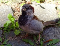 /album/fotogalerie-natur/dsc00191-jpg/