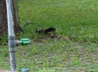 /album/fotogalerie-natur/dsc00260-jpg/