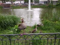 /album/fotogalerie-natur/gnsewchter-jpg/