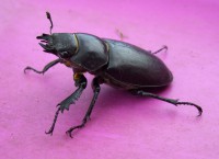 /album/fotogalerie-natur/hirschkaferdame-jpg1/