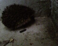 /album/fotogalerie-natur/img0002a-jpg/