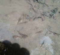 /album/fotogalerie-natur/kaulpuappen-jpg/