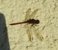 /album/fotogalerie-natur/libelle-jpg/