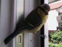 /album/fotogalerie-natur/meise-jpg/