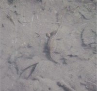 /album/fotogalerie-natur/molch-jpg/