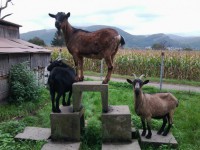 /album/fotogalerie-natur/ziegenolympiade-jpg/