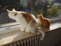 /album/fotogalerie-miezekatzen/dsc00762-jpg/