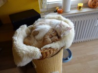 /album/fotogalerie-miezekatzen/dsc00795-jpg/